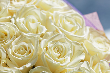 White roses flowers on bokeh backdrop. Floral background with soft selective focus. Shallow depth of field