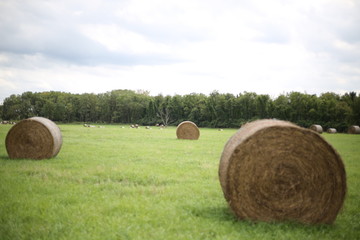 Hay Bales in a field