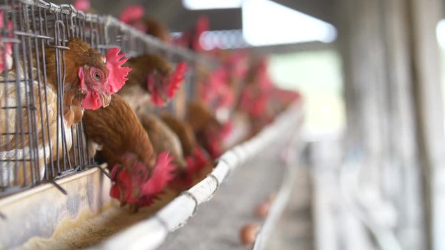 Chicken in the factory, Hens in cages industrial farm in Thailand, Animal and agribusiness, Food production and industry concept