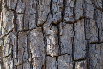 tree bark texture