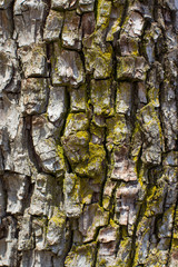 tree bark texture