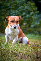 Cute little happy dog Jack Russell on a walk resting sitting on green grass