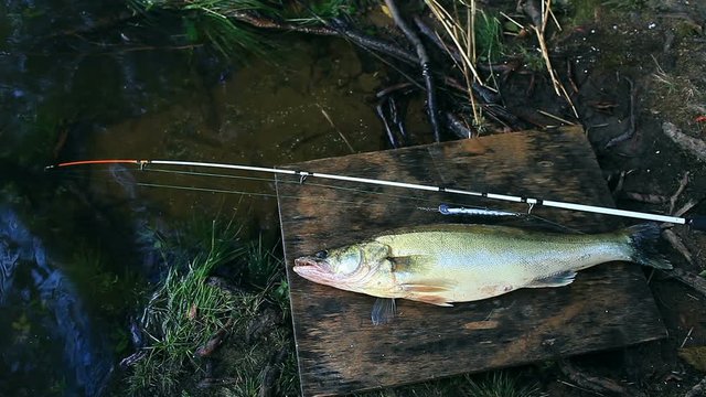 large trophy zander with a spinning by the river close to, big success