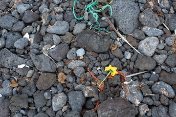 Garbage thrown by the ocean onto a rocky lava shore.