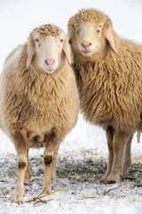 Naklejka premium Schafe im Schnee