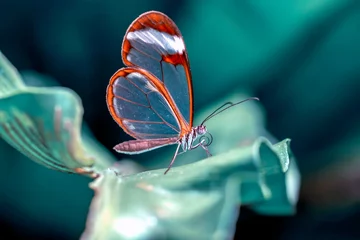 Printed kitchen splashbacks Macro photography Glasswing Butterfly (Greta oto) in a summer garden