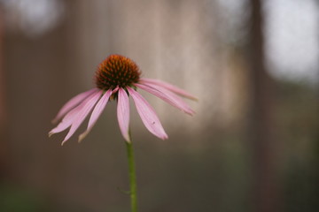 Echinacea flower grows in the garden close up