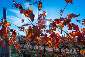 Viñedo, Valle del Set, Les Garrigues, Lleida, Catalunya, Spain