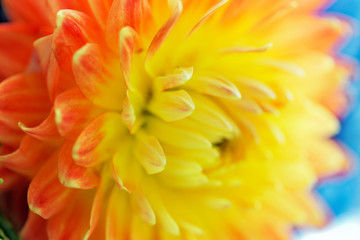 Close-up of yellow dahlia. Selective focus and shallow depth of field.