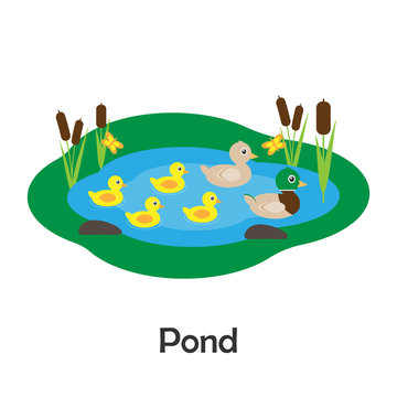 Pond with ducks in cartoon style, pond card for kid, preschool activity for children, vector illustration