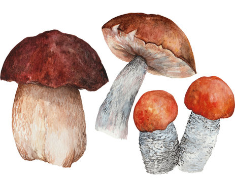Autumn hand drawn watercolor illustration, painted set of mashrooms