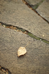 dry brown birch tree leaf on the wild stone floor outdoor.