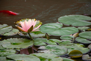 Lotus pond - pale pink flower, leaves on water, and partially red carp fish