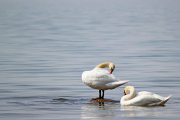 Two white swans in  calm water