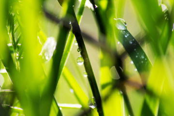 Green grass after the rain