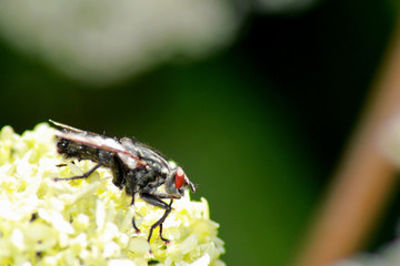 Fly sitting on the flower