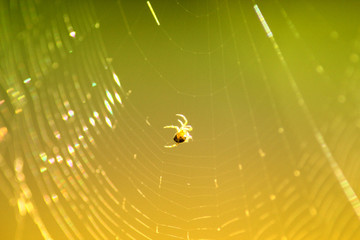 Spider web isolated on yellow background
