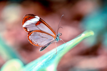 Glasswing Butterfly (Greta oto) in a summer garden