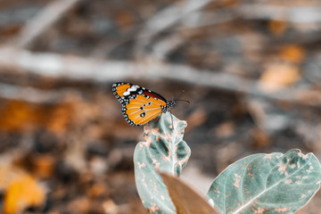 A butterfly on the leaf