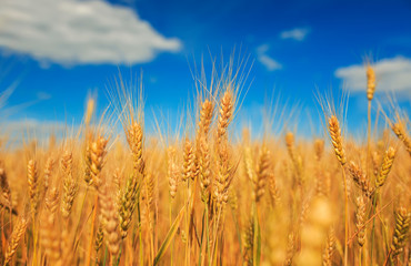 Fototapeta premium field ears of ripe Golden wheat on the farm in summer Sunny day on backdrop of net clear pan-blue the sky with white clouds