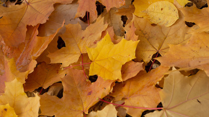 autumn background texture. colorful fallen maple leaves on the ground