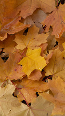 autumn background texture. colorful fallen maple leaves on the ground