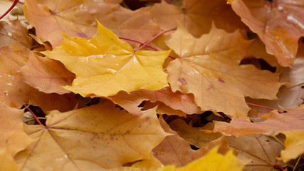 autumn background texture. colorful fallen maple leaves on the ground
