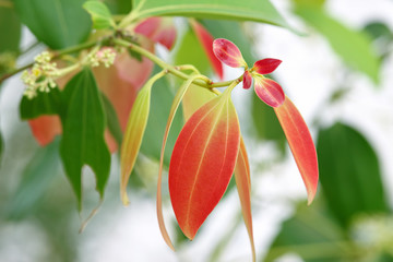 Closeup beautiful young cinnamon (Cinnamomum) leaves  
