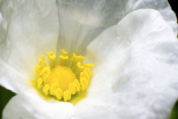 Obraz na płótnie Canvas Close up of White flower with yellow pollen.