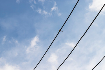 Minimal of bird sitting on power cable against blue sky backdrop.