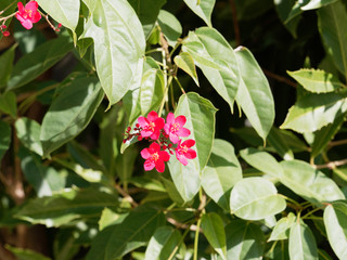 Jatropha integerrima | Jatropha-fleur, Epicar ou Médicinier