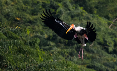 Painted Stork in flight with natural green background
