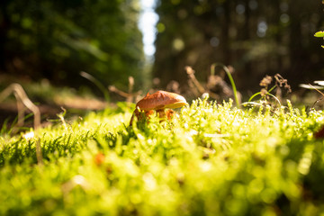 Speisepilz im Wald