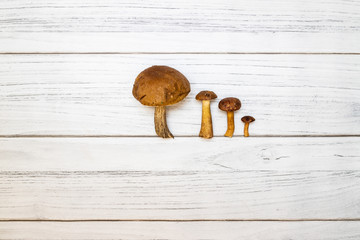 Leśne grzyby na jasnym drewnianym tle © andsko