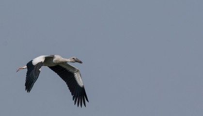 Asian Openbill bird in flight