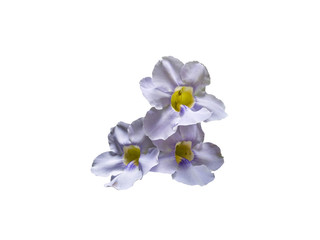 orchid flower plant isolated include clipping path on white background