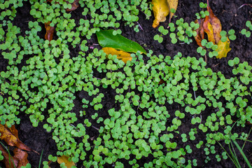 Background. Green shoots of grass on the black earth, yellow autumn leaves. Raindrops.