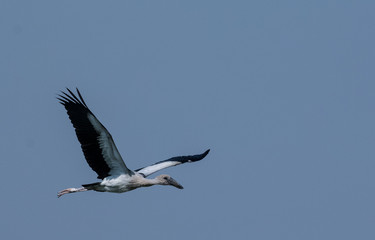 Asian Openbill bird in flight