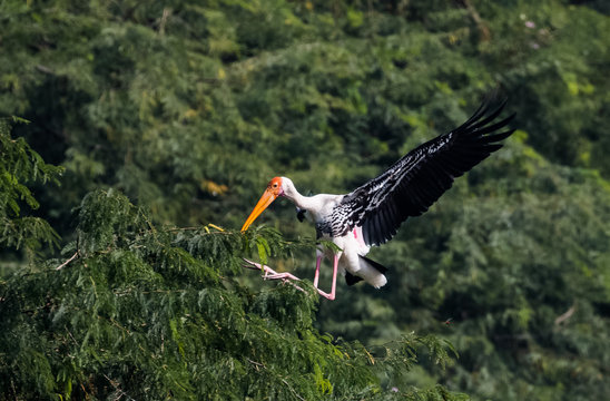 Painted Stork in flight with natural green background