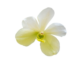 Fototapeta na wymiar orchid flower plant isolated include clipping path on white background