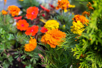 Different kinds of flowers in the flowerbed