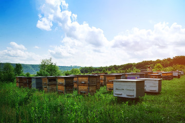 The apiary is located in a mountainous area. The beekeeper works in the apiary near the hives....
