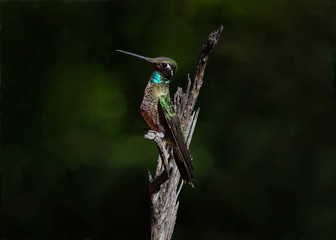Blue-Throated Hummingbird (Lampornis clemenciae) 