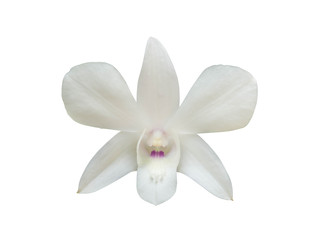 orchid flower plant isolated include clipping path on white background