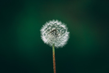 Dandelion on blurred background