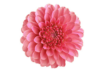 Dahlia flower. On white background. Close-up. For design.