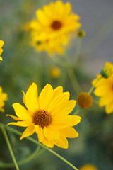 yellow flowers rudbeckia grow in the summer garden, closeup.