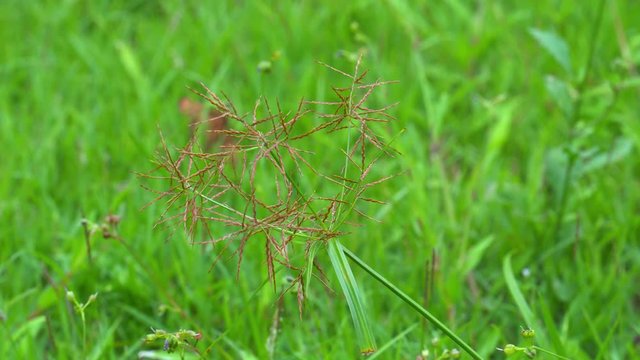 Flower of Nut Grass moving in the wind on the lawn.