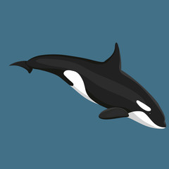 Vector Illustration Of Killer Whale Swims Isolated