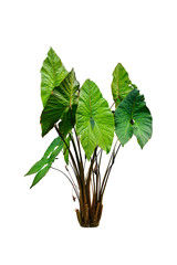  jungle leaf plant isolated include clipping path on white background